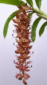 Cycnoches cooperi