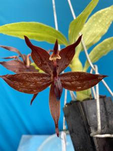 Cycnoches cooperi