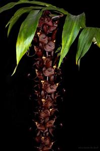 Cycnoches cooperi