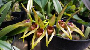 Bulbophyllum aeolium
