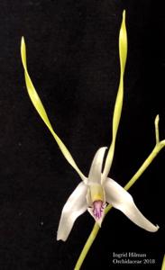 Dendrobium antennatum