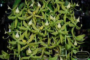 Cycnoches farnsworthianum