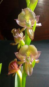 Epidendrum coriifolium