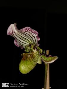 Paphiopedilum fairrieanum