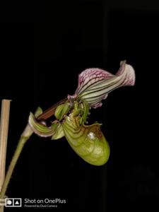 Paphiopedilum fairrieanum