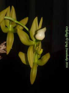 Cycnoches lehmannii