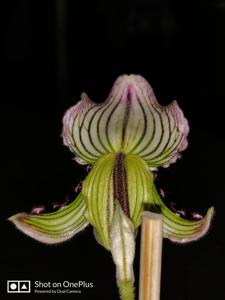 Paphiopedilum fairrieanum