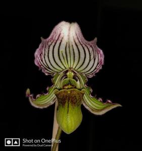 Paphiopedilum fairrieanum