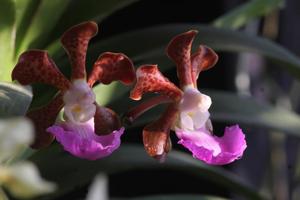 Vanda insignis