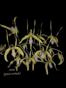 Dendrobium hamiferum