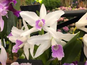 Cattleya purpurata