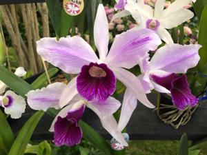 Cattleya purpurata