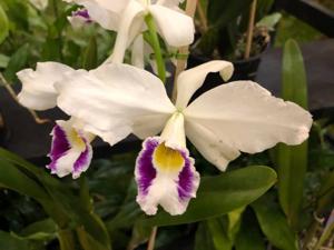 Cattleya purpurata