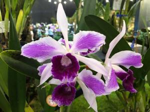 Cattleya purpurata