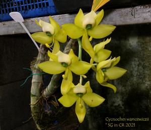 Cycnoches warszewiczii