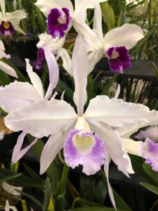 Cattleya purpurata