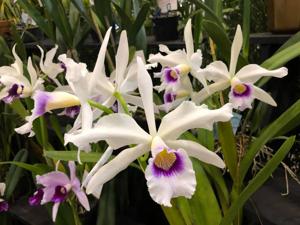 Cattleya purpurata