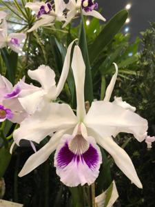 Cattleya purpurata