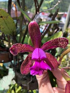 Cattleya tigrina