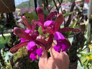 Cattleya tigrina