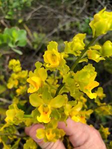 Cyrtopodium flavum