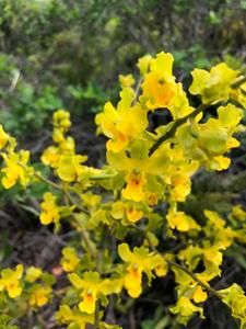 Cyrtopodium flavum