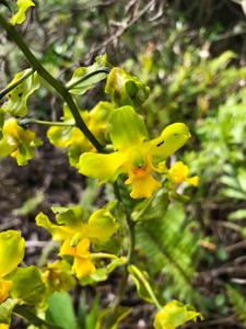 Cyrtopodium flavum