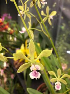 Encyclia replicata