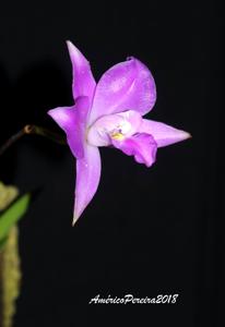 Laelia furfuracea