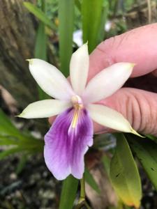 Miltonia regnellii