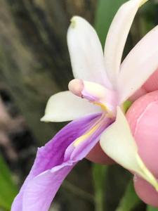 Miltonia regnellii