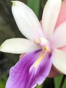 Miltonia regnellii