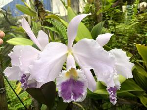 Cattleya warneri var. caerulea