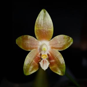 Phalaenopsis venosa