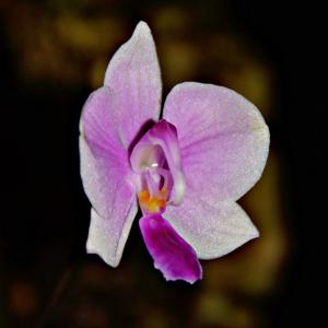 Phalaenopsis lowii