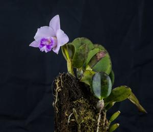 Cattleya alaorii