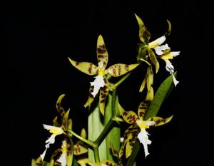 Oncidium manuelariasii