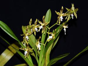 Oncidium manuelariasii