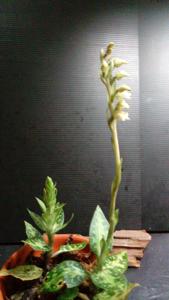 Goodyera daibuzanensis