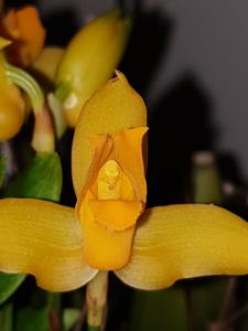 Lycaste aromatica