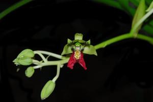 Eulophia pardalina