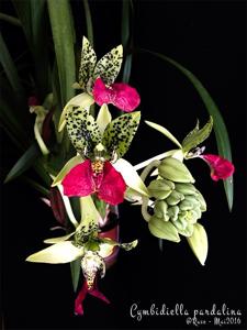 Eulophia pardalina