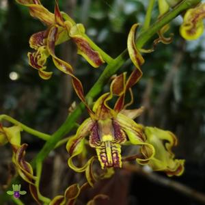 Dendrobium cochliodes