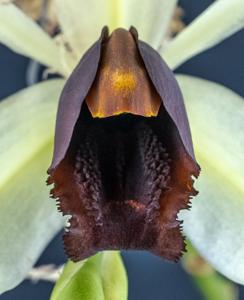 Coelogyne usitana