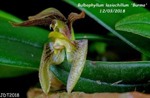 Bulbophyllum lasiochilum