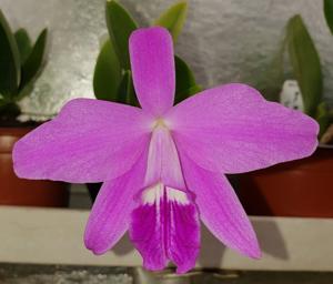 Cattleya sincorana