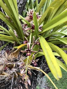 Cymbidium aloifolium