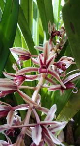 Cymbidium aloifolium