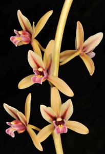 Cymbidium aloifolium