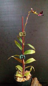 Epidendrum melanoporphyreum